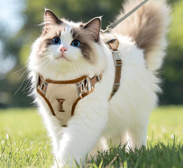 laisse pour chat, harnais de poitrine léger et polyvalent, triple résistance, anti-arrachement, spécial chat, laisse pour petit chien, laisse de promenade pour chat.