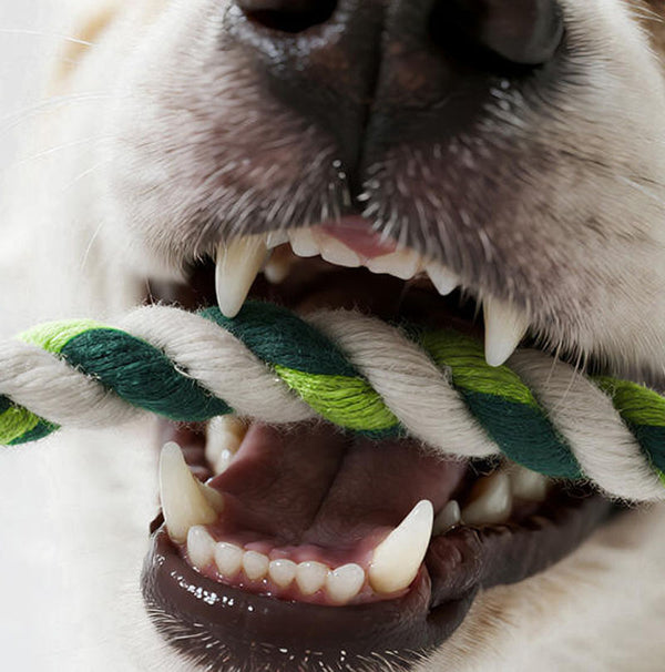 Jouet couineur en peluche Crazy Zoo pour chiens de petite et moyenne taille, soulageant la poussée dentaire et l'ennui, jouet compagnon pour bichon frisé