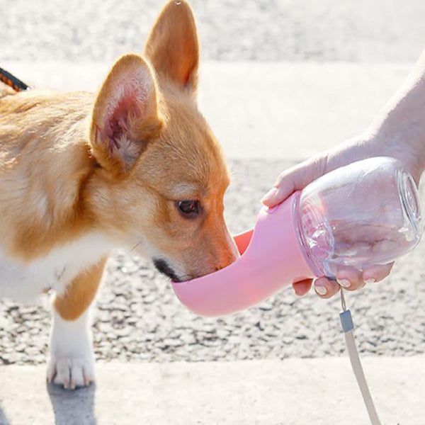 Bouteille d'eau pour chat chien extérieur