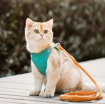 Sangle de poitrine pour gilet en laisse de chat pour éviter les ruptures