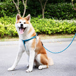 Puppy medium dog leash