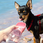 Bouteille d'eau pour chat chien extérieur