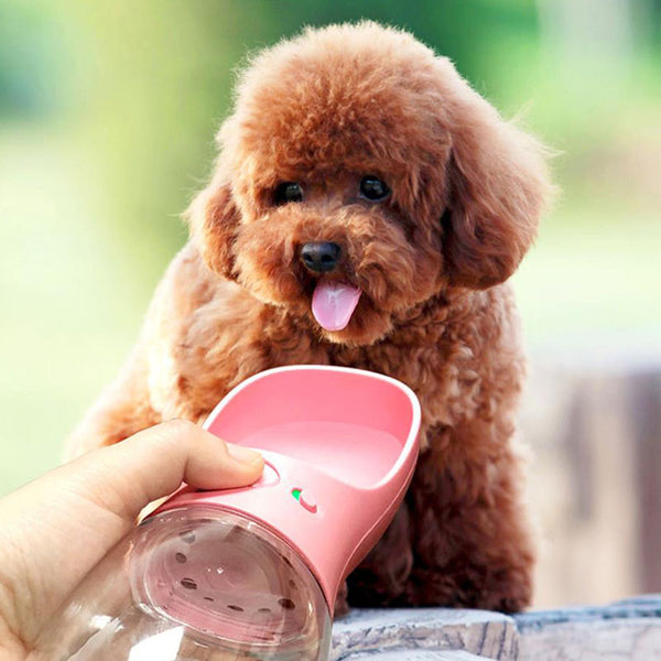 Bouteille d'eau pour chat chien extérieur