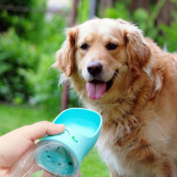 Bouteille d'eau pour chat chien extérieur