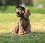 Outdoor outing travel dog cat cap baseball cap