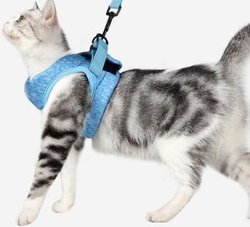 Harnais pour chat avec corde de traction
