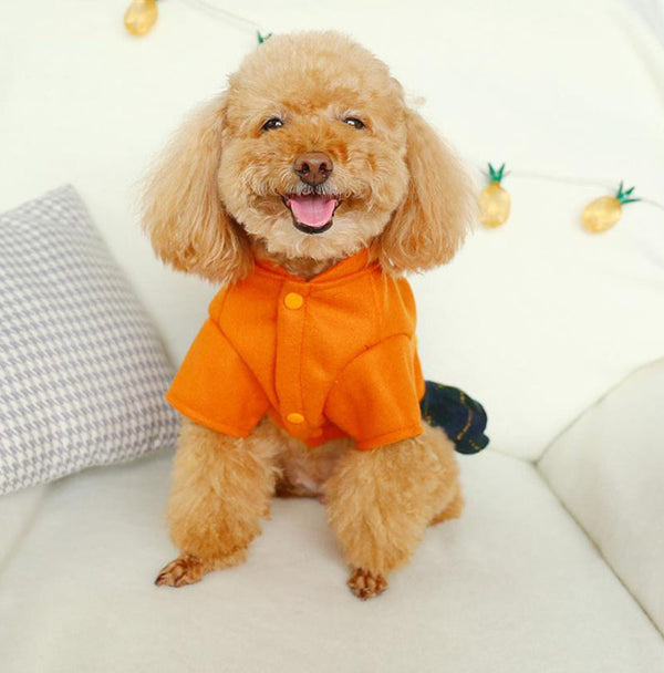 Falda de gato de perro pequeño de otoño e invierno