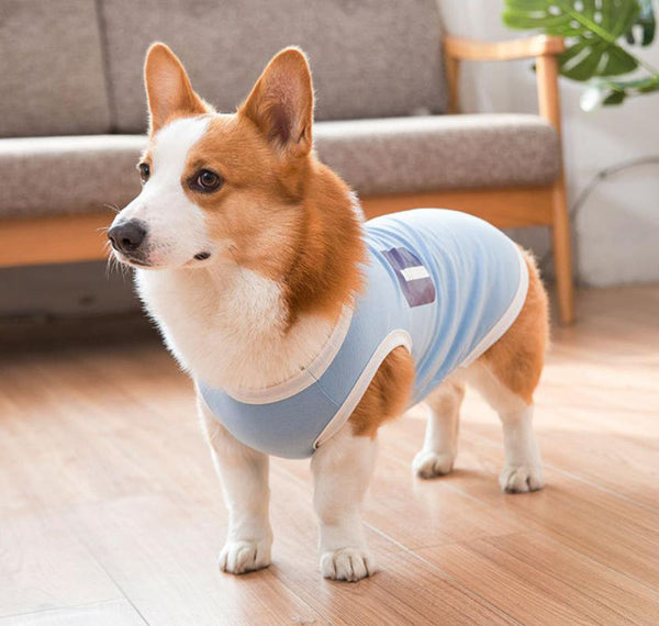 Gilet de printemps fin d'été Corgibago Fadou