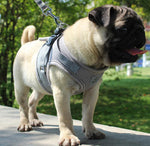 Pet Small Dog Reflective Vest Chest Strap Pet Leash