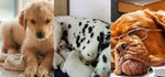 Pet diapers thickening deodorant dog diapers cat absorbent pad Teddy rabbit diapers