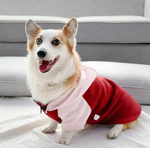Corgi dog clothes spring and autumn thin section small and medium-sized dog autumn hair loss prevention pet